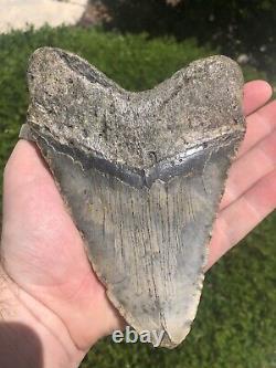 Natural Beautiful 6.18 Megalodon Tooth Fossil Shark Teeth