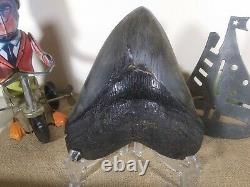 Natural Megalodon Tooth