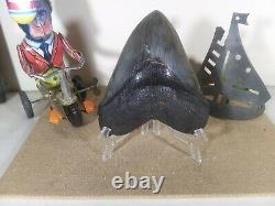 Natural Megalodon Tooth