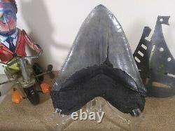 Natural Megalodon Tooth