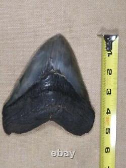 Natural Megalodon Tooth