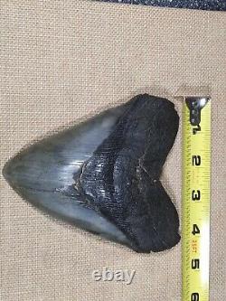 Natural Megalodon Tooth