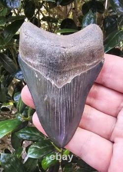 Nice 3 5/8 Georgia Megalodon Shark Tooth Fossil Not Mako Chubutensis