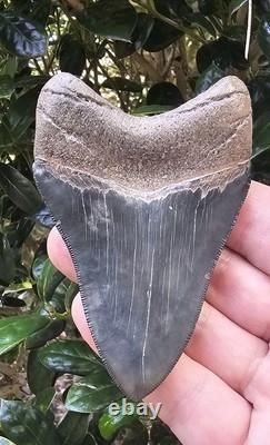 Nice 3 5/8 Georgia Megalodon Shark Tooth Fossil Not Mako Chubutensis
