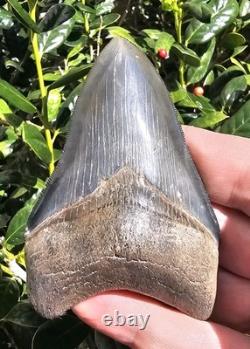 Nice 3 5/8 Georgia Megalodon Shark Tooth Fossil Not Mako Chubutensis