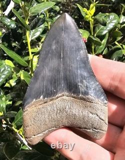 Nice 3 5/8 Georgia Megalodon Shark Tooth Fossil Not Mako Chubutensis