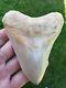 Nice 4.6 Indonesian Megalodon With Great Colors Fossil Shark Teeth
