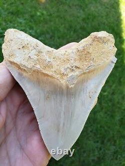 Nice 4.6 Indonesian MEGALODON with great colors Fossil Shark teeth