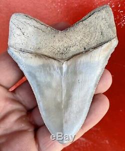 Nice Aurora Megalodon Shark Tooth, Pliocene North Carolina