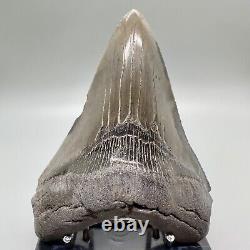 Nice Colors/Shape Complete 4.97 Fossil MEGALODON Shark Tooth