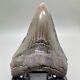 Nice Colors/shape Complete 4.97 Fossil Megalodon Shark Tooth