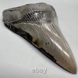 Nice Colors/Shape Complete 4.97 Fossil MEGALODON Shark Tooth