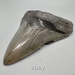 Nice Colors/Shape Complete 4.97 Fossil MEGALODON Shark Tooth