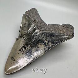 Nice Colors/Shape Complete 4.97 Fossil MEGALODON Shark Tooth