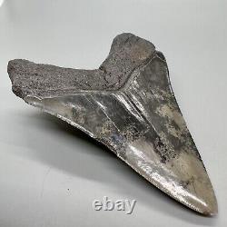 Nice Colors/Shape Complete 4.97 Fossil MEGALODON Shark Tooth