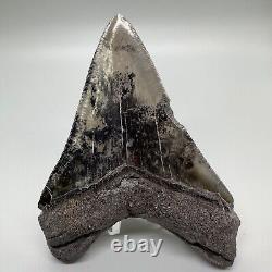 Nice Colors/Shape Complete 4.97 Fossil MEGALODON Shark Tooth