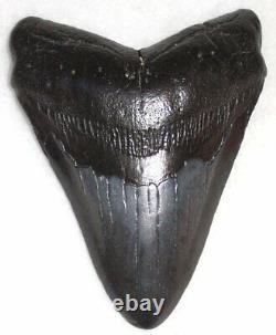 Nice Complete 4 5/16 Fossil MEGALODON Shark Tooth