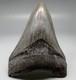 Nice Complete Gray Serrated 3.87 Fossil Megalodon Shark Tooth Usa