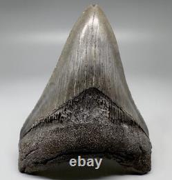 Nice Complete Gray Serrated 3.87 Fossil MEGALODON Shark Tooth USA