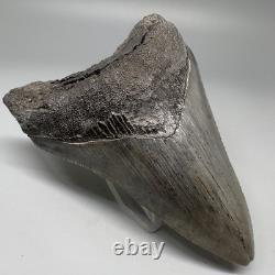 Nice Complete Gray Serrated 3.87 Fossil MEGALODON Shark Tooth USA