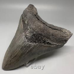 Nice Complete Gray Serrated 3.87 Fossil MEGALODON Shark Tooth USA