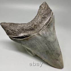 Nice Complete Gray Serrated 3.87 Fossil MEGALODON Shark Tooth USA