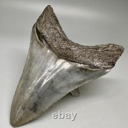 Nice Complete Gray Serrated 3.87 Fossil MEGALODON Shark Tooth USA
