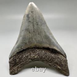 Nice Complete Gray Serrated 3.87 Fossil MEGALODON Shark Tooth USA