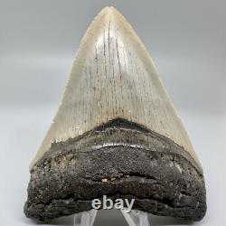 Nice Looking Decently Serrated 4.48 Fossil MEGALODON Shark Tooth USA