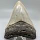 Nice Looking Decently Serrated 4.48 Fossil Megalodon Shark Tooth Usa