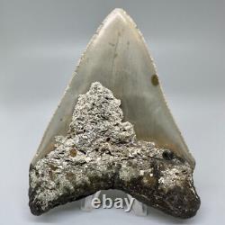 Nice Looking Decently Serrated 4.48 Fossil MEGALODON Shark Tooth USA