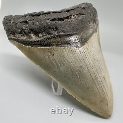 Nice Looking Decently Serrated 4.48 Fossil MEGALODON Shark Tooth USA