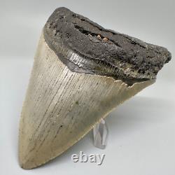Nice Looking Decently Serrated 4.48 Fossil MEGALODON Shark Tooth USA