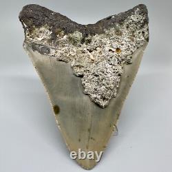 Nice Looking Decently Serrated 4.48 Fossil MEGALODON Shark Tooth USA