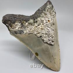Nice Looking Decently Serrated 4.48 Fossil MEGALODON Shark Tooth USA