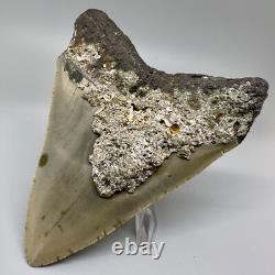 Nice Looking Decently Serrated 4.48 Fossil MEGALODON Shark Tooth USA