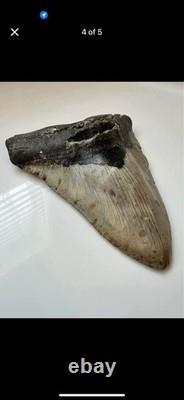 Nice Megalodon Shark Tooth Great Condition No Restoration or Repair