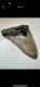 Nice Megalodon Shark Tooth Great Condition No Restoration Or Repair