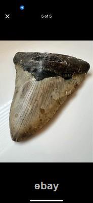 Nice Megalodon Shark Tooth Great Condition No Restoration or Repair