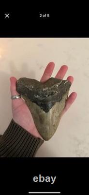 Nice Megalodon Shark Tooth Great Condition No Restoration or Repair
