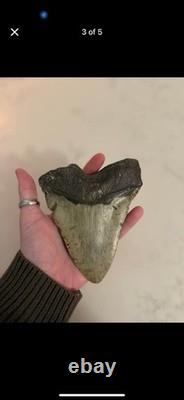 Nice Megalodon Shark Tooth Great Condition No Restoration or Repair