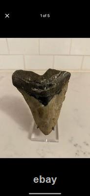 Nice Megalodon Shark Tooth Great Condition No Restoration or Repair