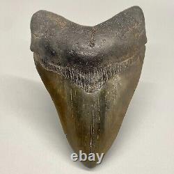 Nice Quality Attractive, solid, complete 4.15 Fossil MEGALODON Shark Tooth