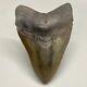 Nice Quality Attractive, Solid, Complete 4.15 Fossil Megalodon Shark Tooth