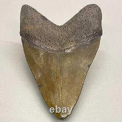 Nice Quality Attractive, solid, complete 4.15 Fossil MEGALODON Shark Tooth