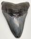 Nice Quality Complete 3.65 Fossil Megalodon Shark Tooth Usa