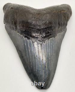 Nice Quality Complete 3.65 Fossil MEGALODON Shark Tooth USA
