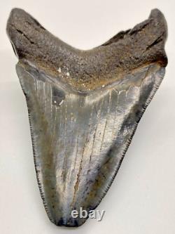 Nice Quality Complete 3.65 Fossil MEGALODON Shark Tooth USA