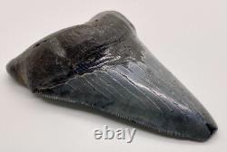 Nice Quality Complete 3.65 Fossil MEGALODON Shark Tooth USA