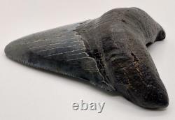 Nice Quality Complete 3.65 Fossil MEGALODON Shark Tooth USA